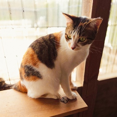 写真：今回飼い主を募集する三毛猫の姿
