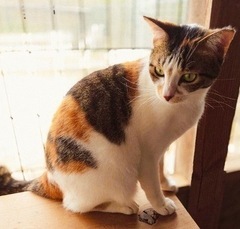 写真：NO.41の三毛猫の姿