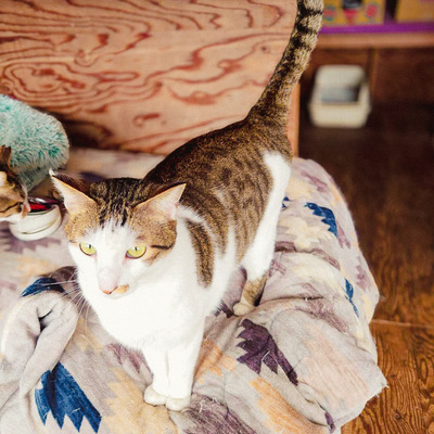 写真：今回飼い主を募集するキジシロ柄の猫の姿