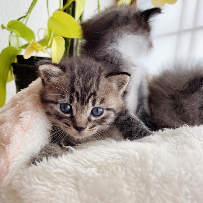 写真：今回飼い主を募集するキジトラ柄の猫の姿