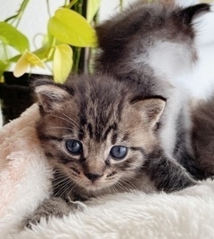 写真：NO.43のキジトラ柄猫の姿