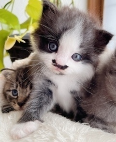 写真：NO.44の白黒長毛猫の姿
