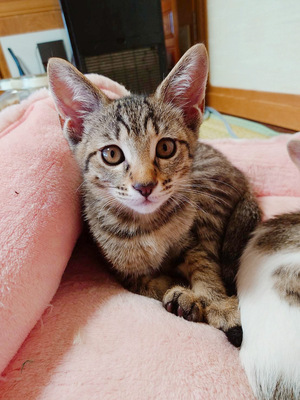 写真：今回飼い主を募集するキジトラ柄の猫の姿