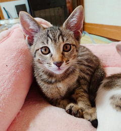 写真：NO.46のキジトラ柄の猫の姿