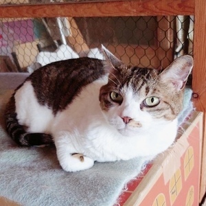 NO.47：キジ白猫(メス・8才・キジ白)：飼い主を募集している猫