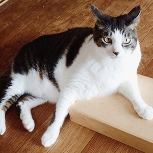 写真:今回飼い主を募集するキジトラ柄の猫の姿