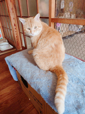 写真:今回飼い主を募集する茶トラ柄の猫の姿