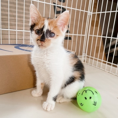写真:今回飼い主を募集する三毛柄の猫の姿