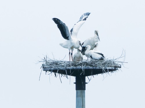 写真：コウノトリのヒナと親鳥が巣塔の上で寄り添っているようす