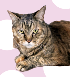 写真：NO.51のムギワラ(キジトラ)柄の猫