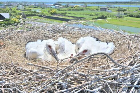 写真：萩原人工巣塔に営巣するコウノトリ