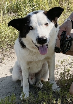 写真：NO.52の白黒(ポインター)柄の犬