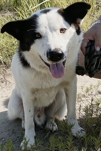 写真：今回飼い主募集する白黒(ポインター)柄の犬