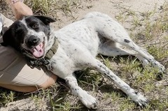 写真：NO.55の白黒柄の犬