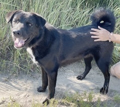 写真：NO.56の黒色の犬